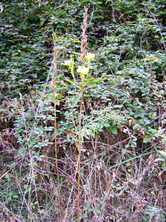Senza foglie basali - Oenothera sp.